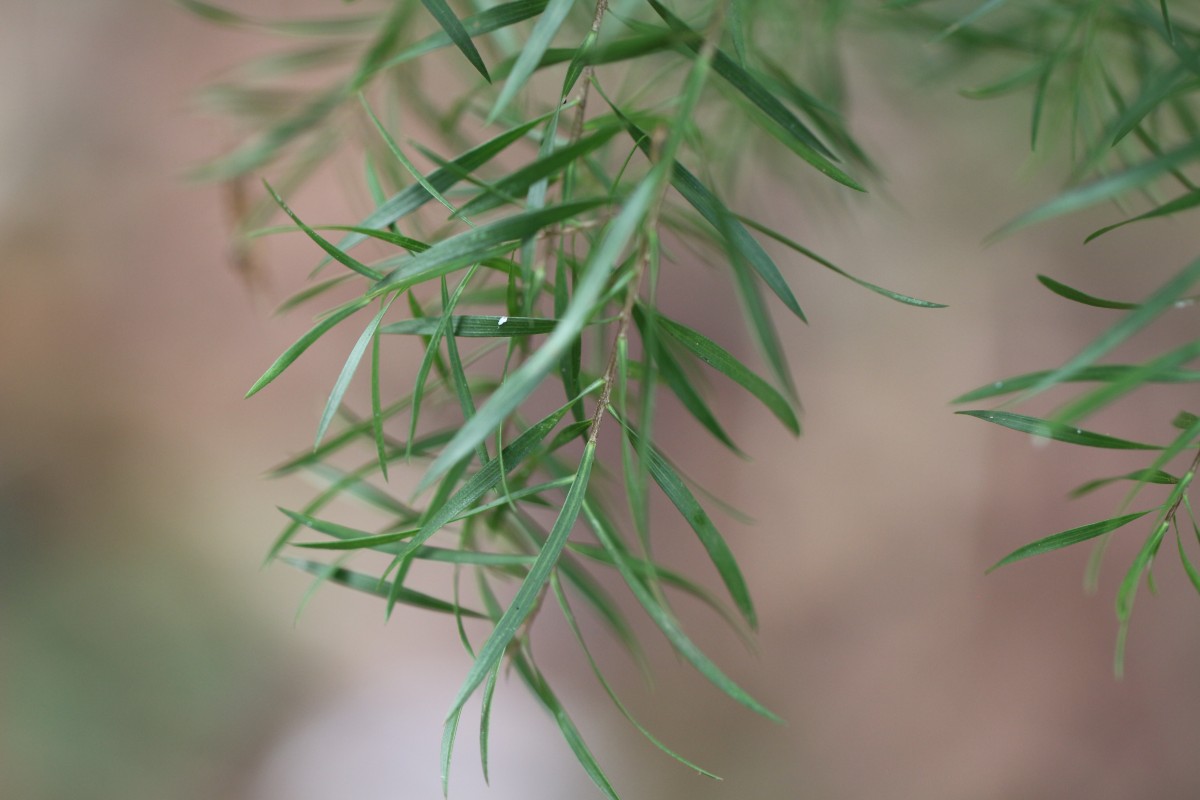 Melaleuca linearifolia (Link) Craven